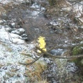Beside the babbling brook... too cold for a dip!