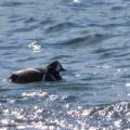 IMG 0641
